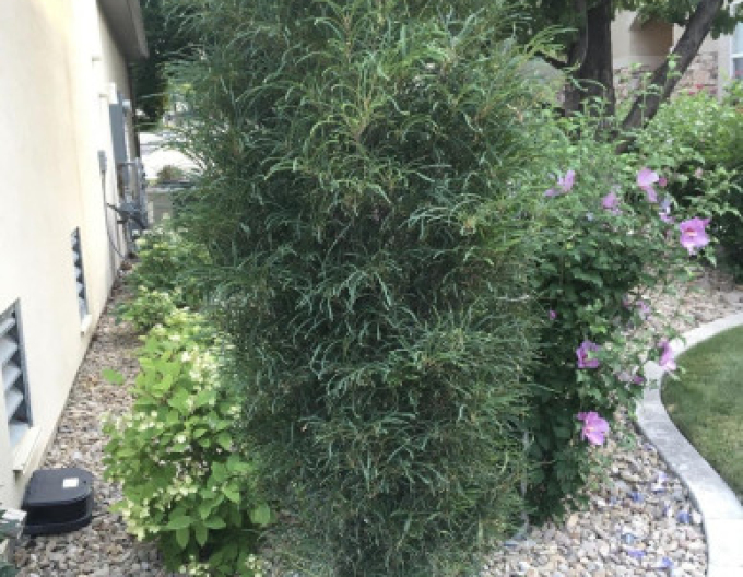 Krušina úzkolistá ´Fine Line´ 250cm