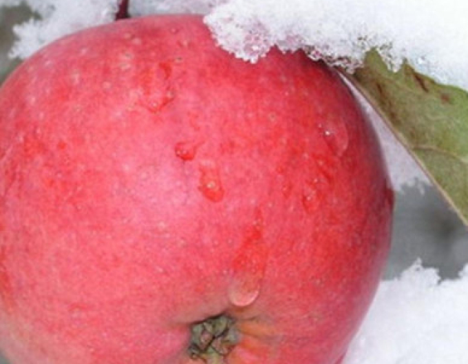 Jabloň Fuji zimná, podp. M26, voľnok.