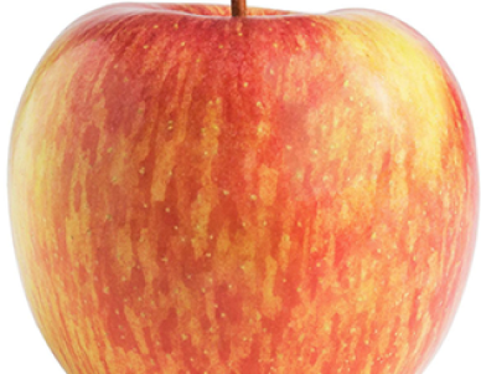 Jabloň Fuji zimná, podp. M26, voľnok.