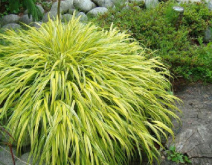 Rákosovka japonská ´Aureola´ 9x9