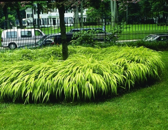 Rákosovka japonská ´Aureola´ 9x9