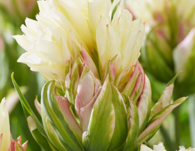 Tulipán ´Mystery Valley´