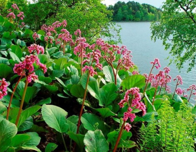 Bergenia ´Rotblum´