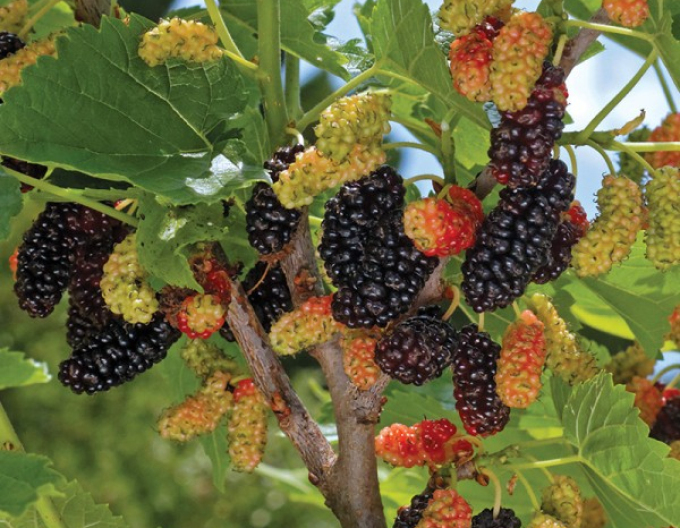 Moruša ´Gerardi Dwarf´