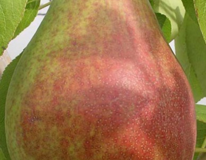 Hruška ´Clappova´ letná, podp. Dula medzištep Konferencia, voľnok.