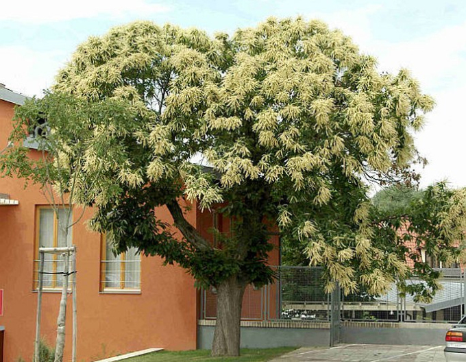 Gaštan jedlý  ´AM´