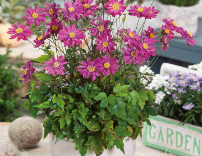 Veternica japonská´Prinz Heinrich´