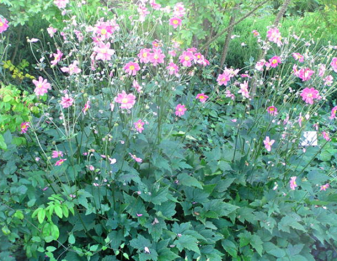 Veternica japonská´Prinz Heinrich´