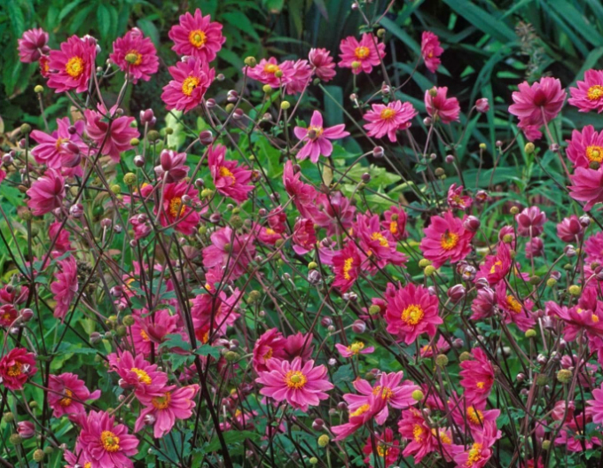 Veternica japonská´Prinz Heinrich´