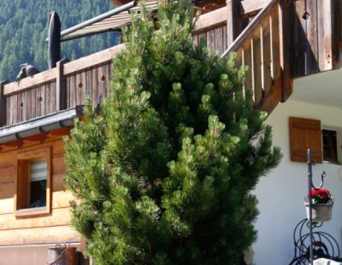 Borovica pyrenejská 50 - 60cm