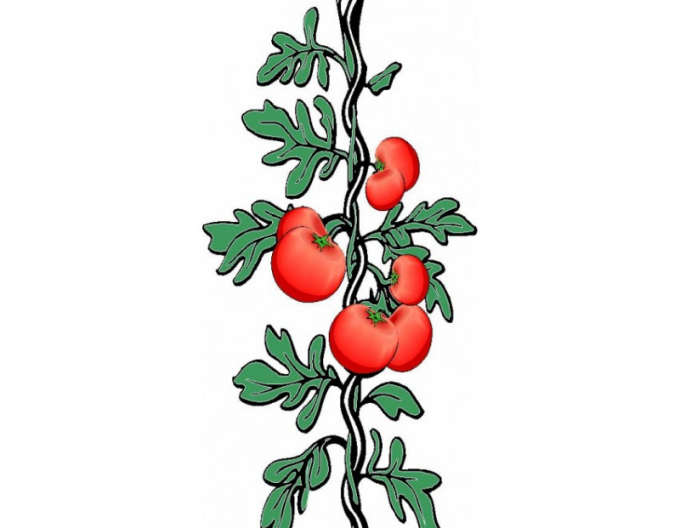 Špirála na rajčiny 180cm