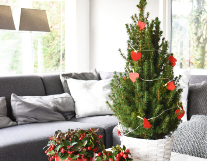 Smrek biely ´Conica´