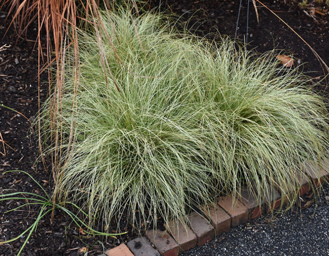 Ostrica ´Frosted Curls´