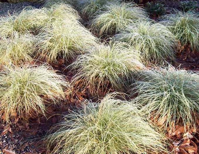 Ostrica ´Frosted Curls´