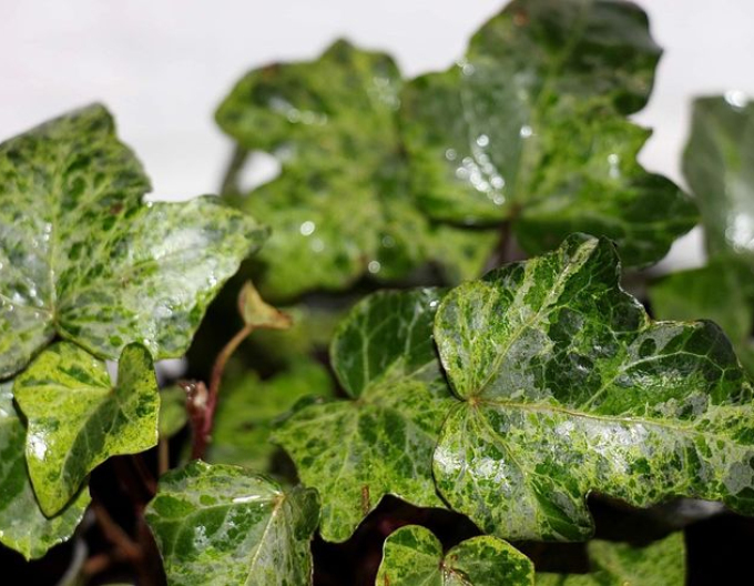 Brečtan popínavý ´Marmorata´