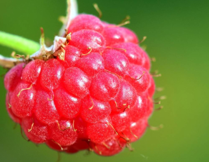 Malina červená ´Bohéme´ STÁLORODIACA