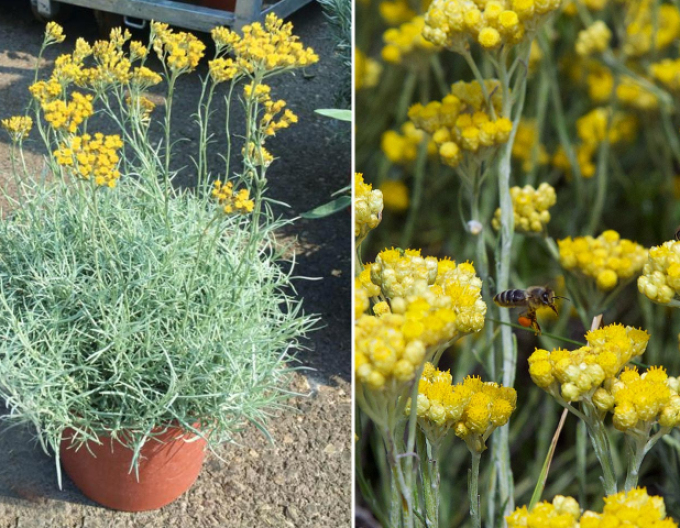 Slamiha úzkolistá "Kari"