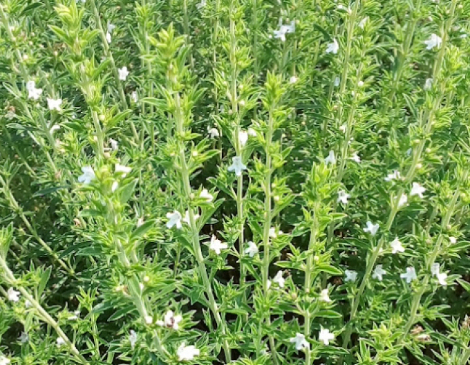 Saturejka záhradná