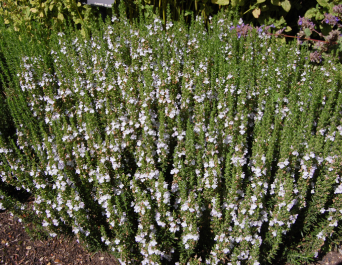 Saturejka záhradná