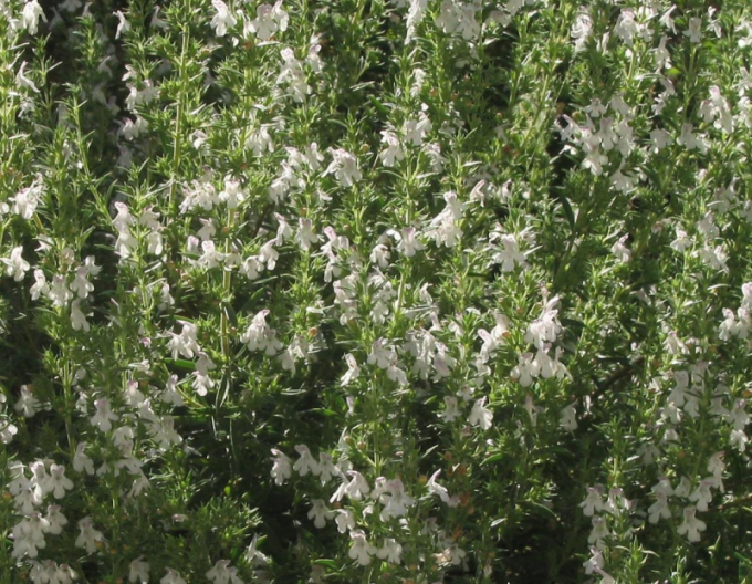 Saturejka záhradná