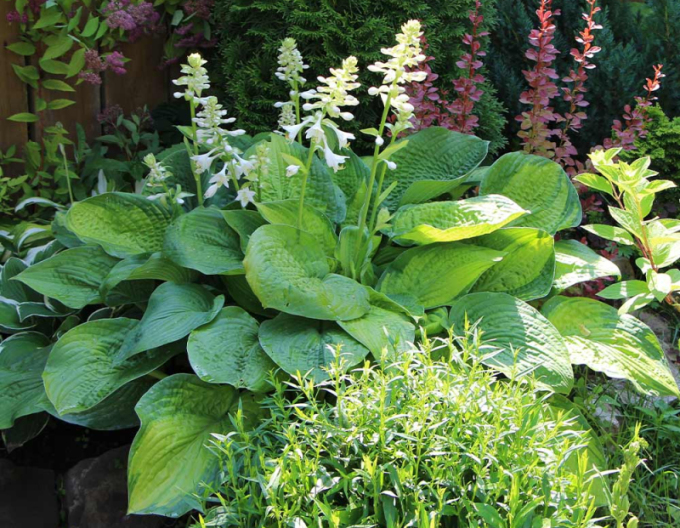 Hosta  ´Guacamole´