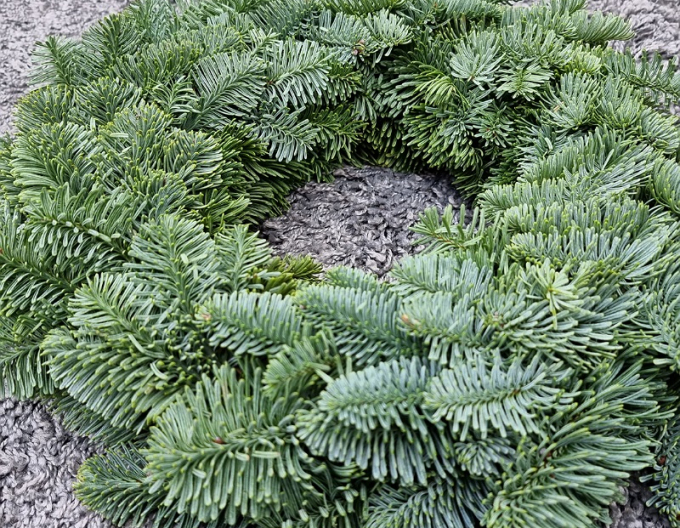 Veniec vianočný (Abies Nobilis) 30cm
