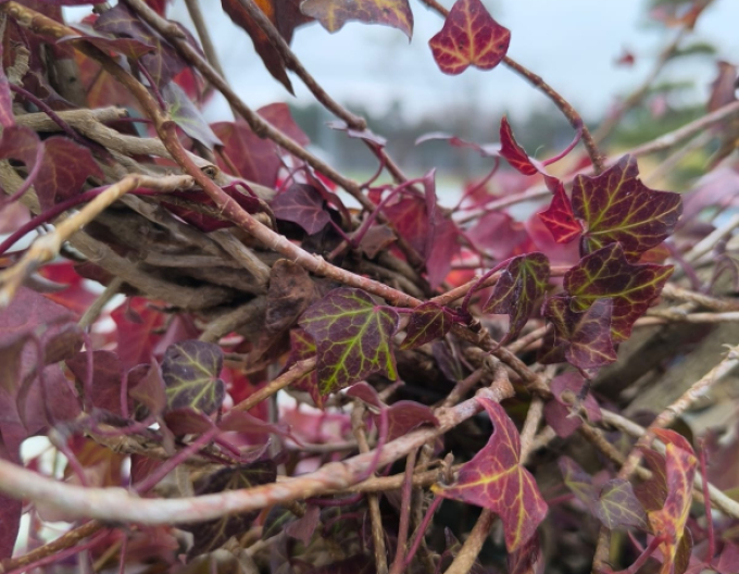 Brečtan v tvare srdca