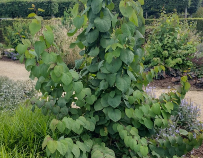 Cercidovník japonský