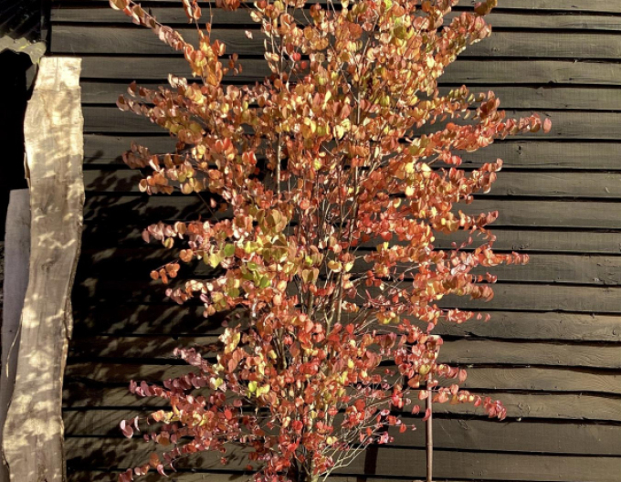 Cercidovník japonský