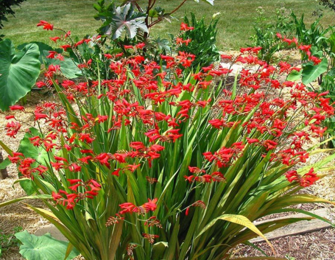 Montbrécia - Crocosmia ’Emberglow’