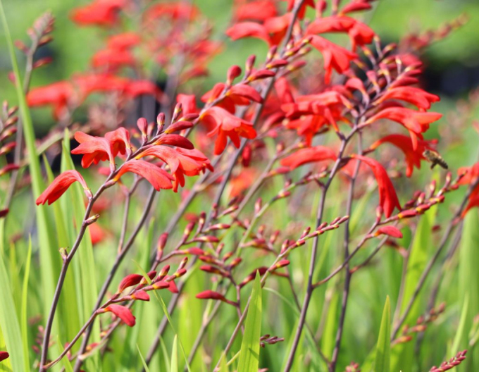 Montbrécia - Crocosmia ’Emberglow’