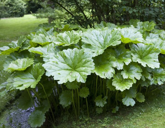 Darmera štítnatá - indiánska rebarbora
