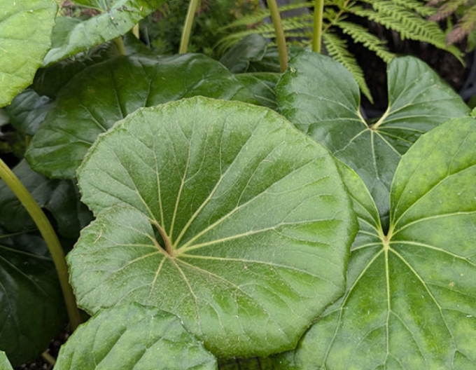 Farfugium japonský ´Giganteum´