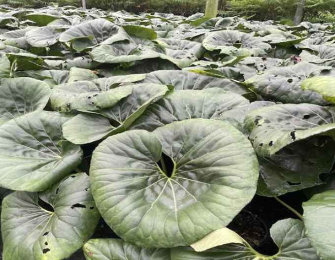 Farfugium japonský ´Giganteum´