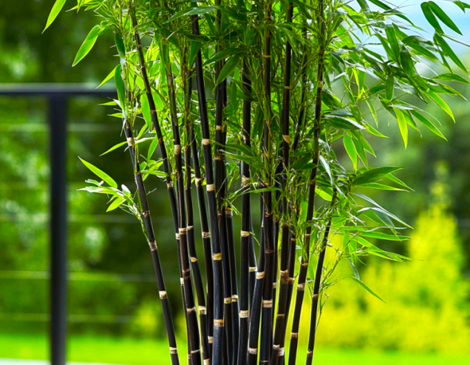Bambus ´Black Pearl´
