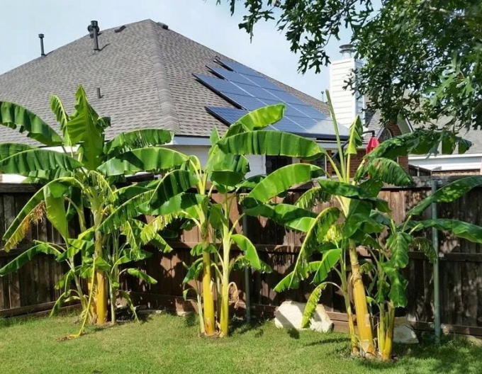 Banánovník japonský (Musa Basjoo)