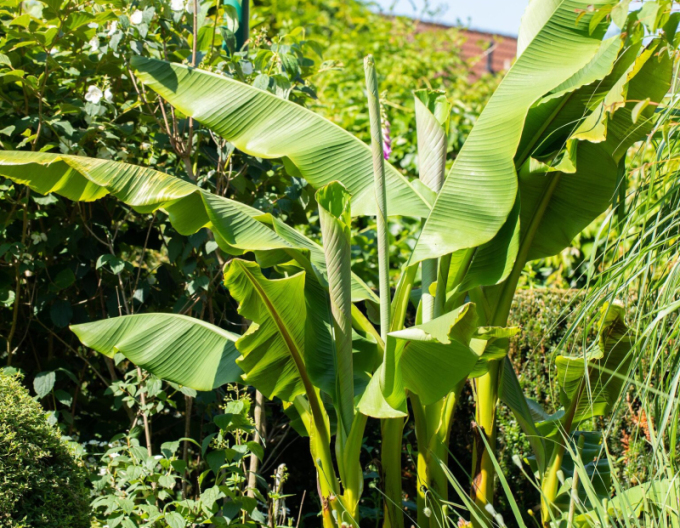 Banánovník japonský (Musa Basjoo)