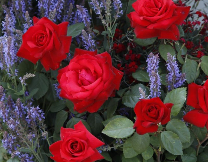 Ruža ´Grand Amore´