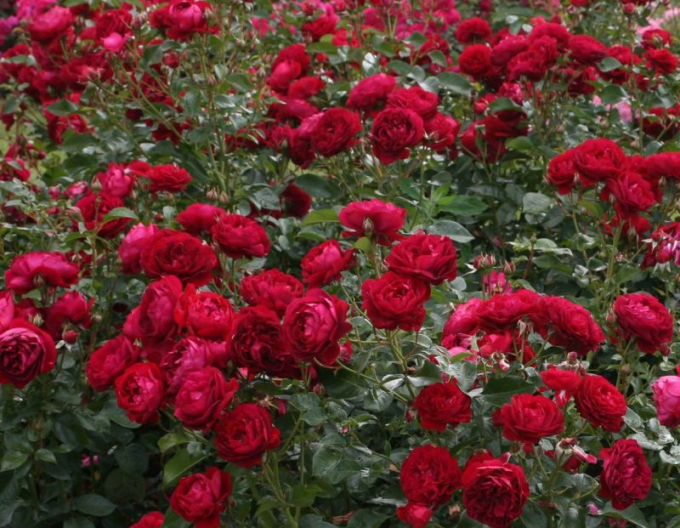 Ruža ´Bordeaux´