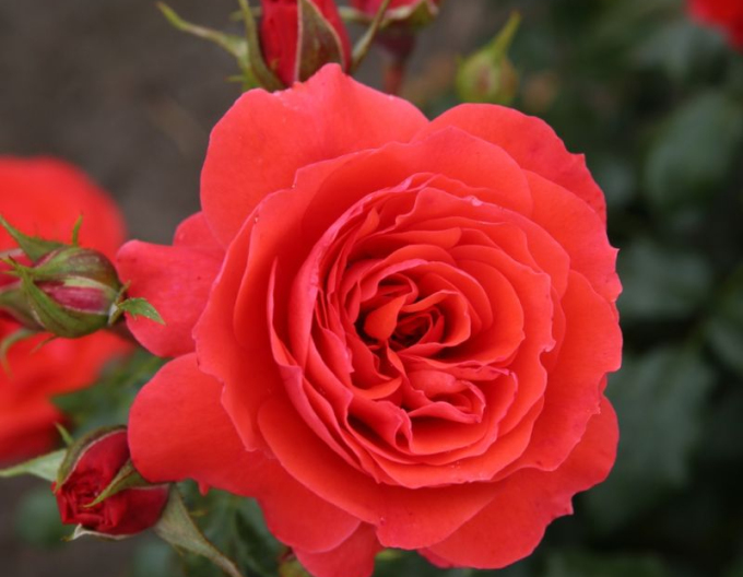 Ruža ´Cherry Girl´