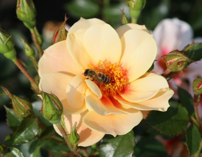 Ruža ´See You in Apricot´