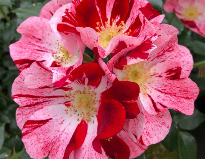 Ruža ´Simsalabim´