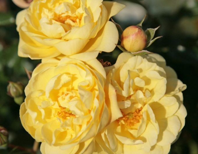 Ruža ´Sunny Rose´