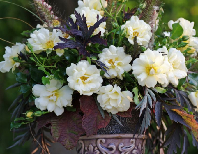 Ruža ´Sunny Rose´