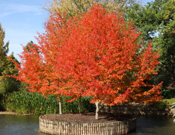 Tupelo lesné  - Nyssa sylvatica