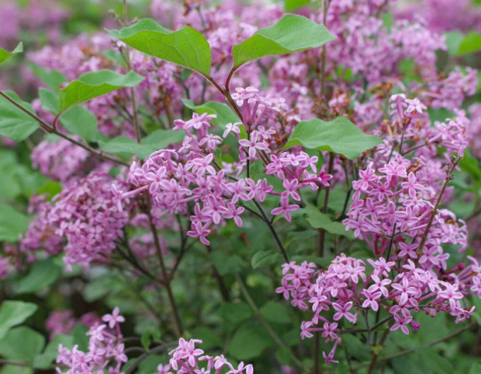 Orgován ´Dark Purple´ na kmienku