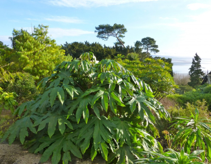 Aralia papierodárna ’Rex’