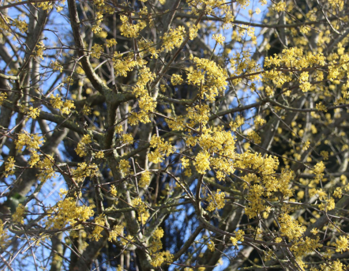 Drieň obyčajný ´Jolico´ 160cm