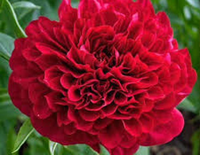 Pivonka čínska  ’Eliza Lundy’