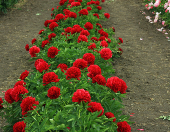 Pivonka čínska  ’Eliza Lundy’